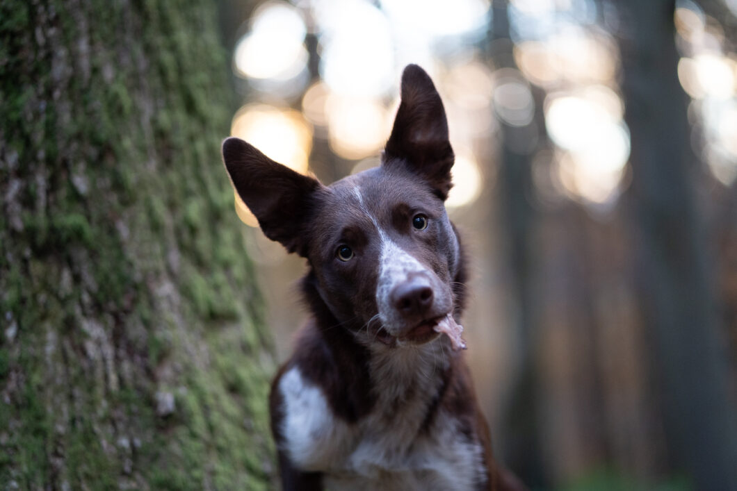 When (and why) Should You Underexpose Your Dog Portraits? – Emily