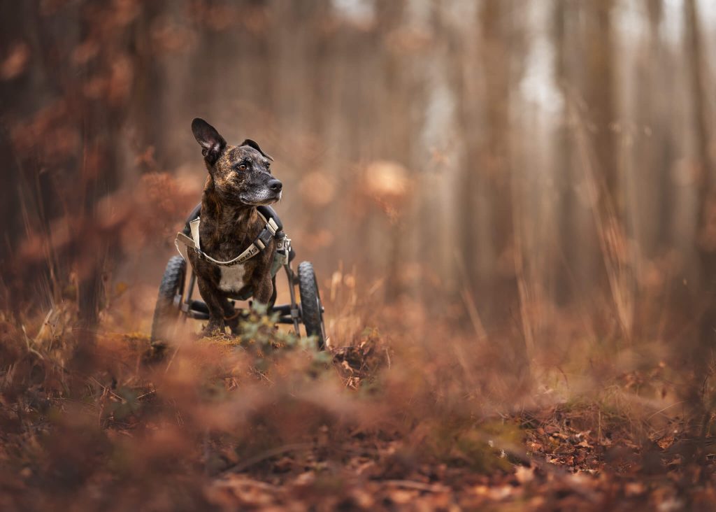 A dog in a wheelchair in the woods.