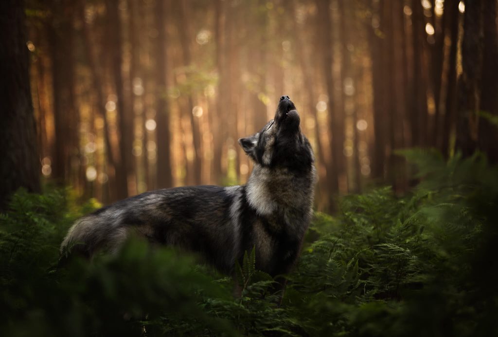 A wolf howling in the forest.