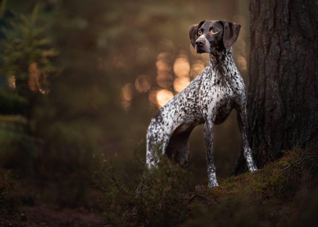 A german shorthaired pointer standing in the woods.