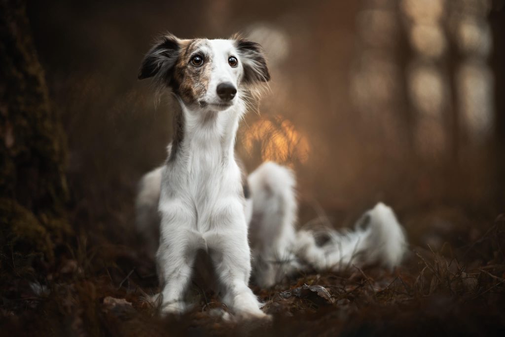 A white and brown dog sitting in the woods.