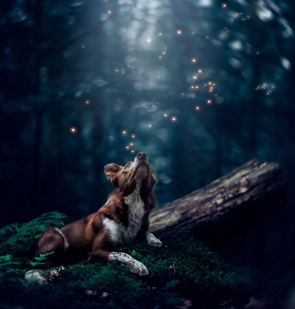 A dog is sitting on a log in the forest.