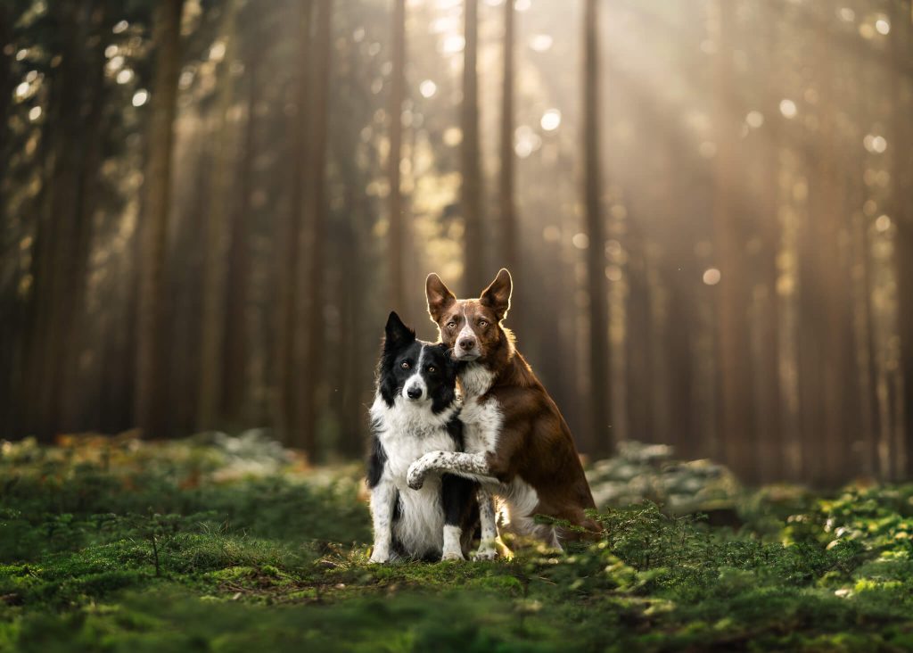 Two dogs standing in a forest with sunlight shining on them.