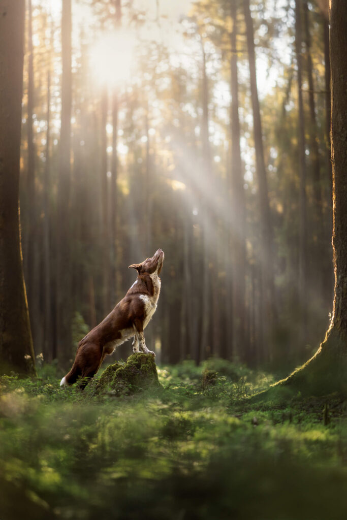 A dog stands on a moss-covered rock in a sunlit forest, looking up at a beam of light filtering through the trees.