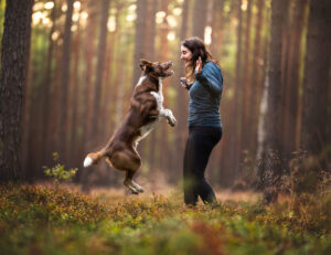 A woman wearing a blue jacket and black pants training a jumping brown and white dog in a forest.